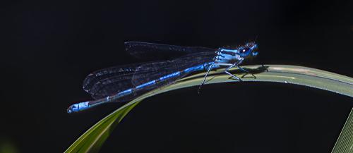 Coenagrion puella